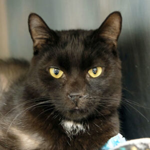 Hoover Needs A Foster
