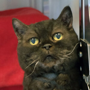 Nantucket Is Seeking Foster