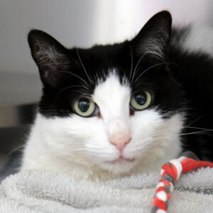 Libby Would Like A Foster