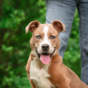 Macy Would Love A Foster