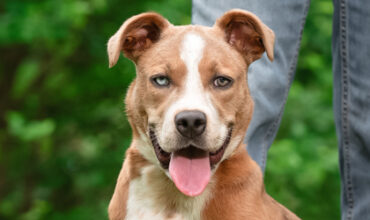 Macy Would Love A Foster