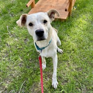 Bailey Needs A Foster