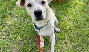 Bailey Needs A Foster