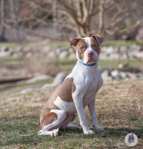 Lunabelle Would Love A Foster