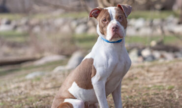 Lunabelle Is Seeking Foster