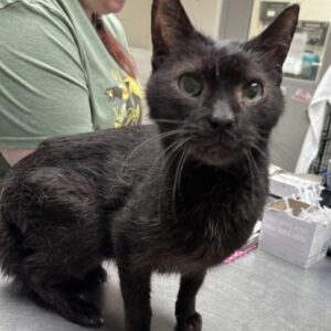 Pippin Would Love A Foster