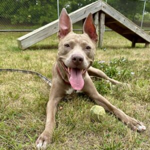 Burrata Is Seeking Foster