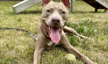 Burrata Is Seeking Foster
