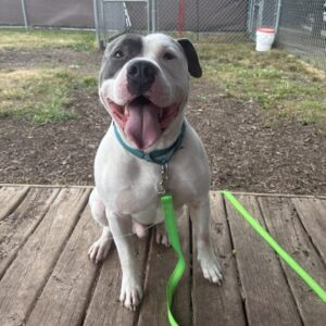Roquefort Would Love A Foster