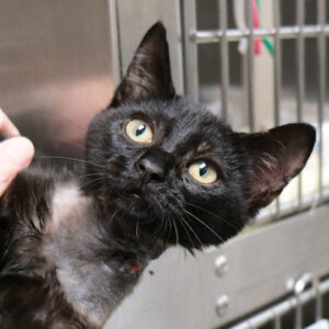 Gimly Would Like A Foster