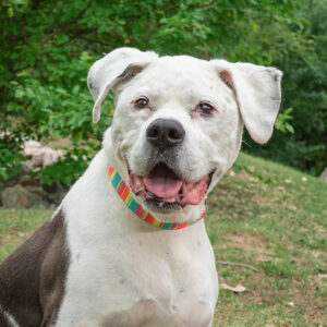 Thunder Wants A Foster