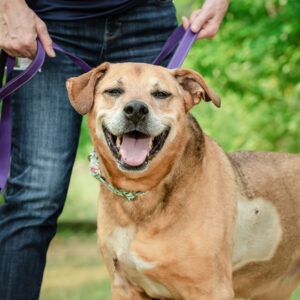Luna Is Seeking Foster