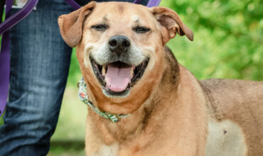 Luna Is Seeking Foster