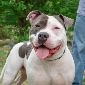 Roquefort Would Love A Foster