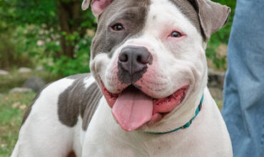 Roquefort Would Love A Foster