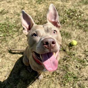 Burrata Is Seeking Foster