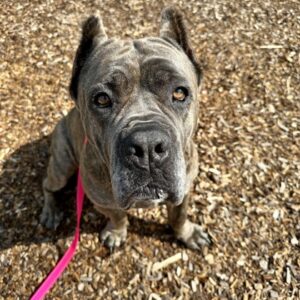 Ginny Bean Is Seeking Foster