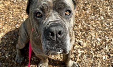 Ginny Bean Is Seeking Foster