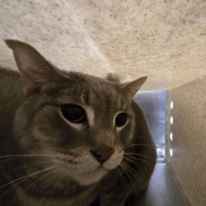Iggy Is Seeking Foster