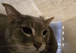 Iggy Is Seeking Foster