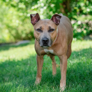 Raya Would Like A Foster
