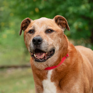 Lucy Would Love A Foster