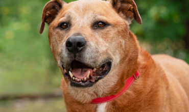 Lucy Would Love A Foster
