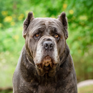 Blueberry Pancake Would Love A Foster