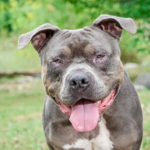 Ernie Would Love A Foster