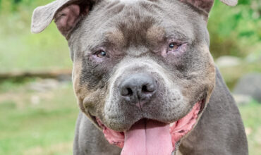 Ernie Would Love A Foster