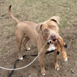 Biscoff Would Like A Foster