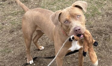 Biscoff Would Like A Foster