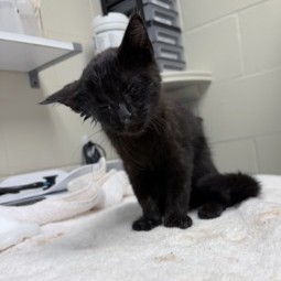 Earmuffs McGee Is Seeking Foster