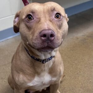 Fendi Needs A Foster
