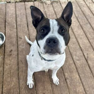 Hydrangea Would Love A Foster