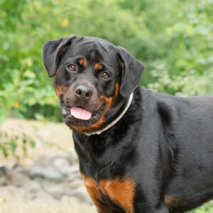 Karma Would Like A Foster