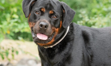 Karma Would Like A Foster