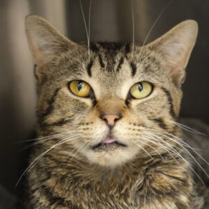 Bazinga! Would Love A Foster
