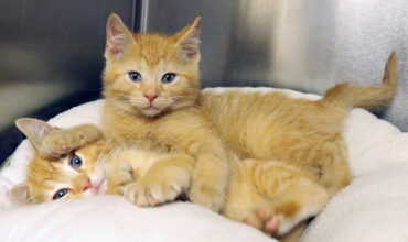 “We’re at CATpacity:” Adopt free at HSHV