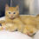 “We’re at CATpacity:” Adopt free at HSHV