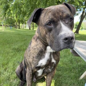 Mumble Would Love A New Foster