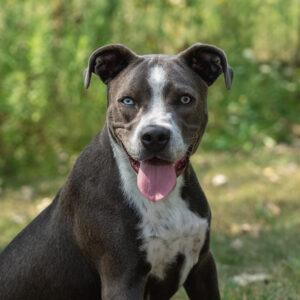 Jay Would Like A Foster
