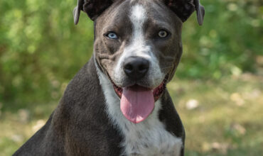 Jay Would Love A Foster