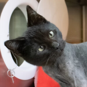Earmuffs McGee Is Seeking Foster