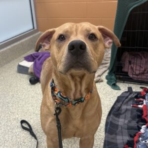 Derby Needs A Foster
