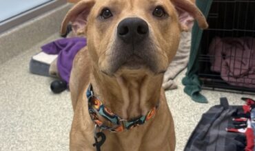 Derby Needs A Foster