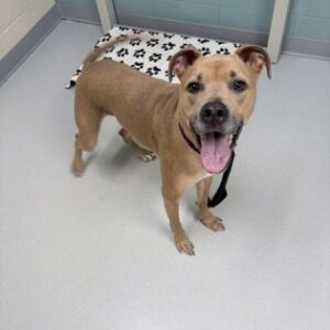 Scooby Doo Needs A Foster