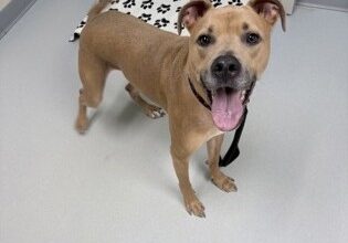 Scooby Doo Needs A Foster