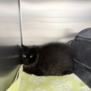 Charlie Needs A Short-Term Foster