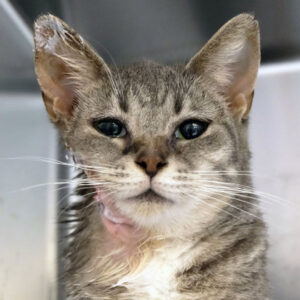 Lila Is Seeking A Medical Foster